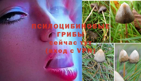 сатива Карталы